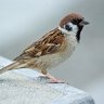 Фото профиля pardalcastrado