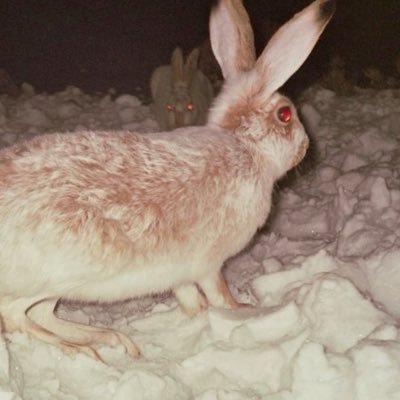 bagelcrust's profile picture