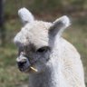ALPACA🦁☀️ 的头像