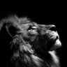 Leo profil fotoğrafı