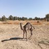 Фото профиля حمد بن سلامه