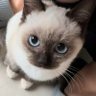 有猫's profile picture