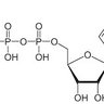 adenosine triphosphate profil fotoğrafı