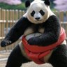 Sumo Panda 的头像