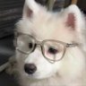 乐多爱吃菠萝蜜 profil fotoğrafı
