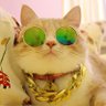 FancyMeow's profile picture