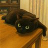 猫侍チョビ⏩⏩ 的头像