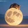 都会のおさかな profil fotoğrafı