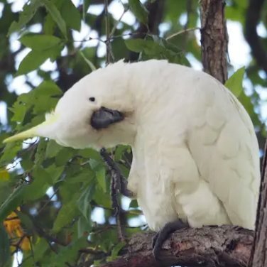 Jurassic Parrot's profile picture