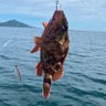 Profilbild von 釣りボウズ雑魚