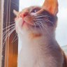 FC profil fotoğrafı