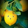 Lllemons 的头像
