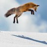 Profilbild von Foxcap