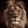 Profilbild von Thelionrayyan