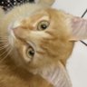 Salatielli's profile picture