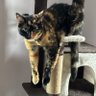 kayandthecats's profile picture