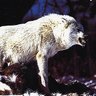 Raised by Wolves's profile picture