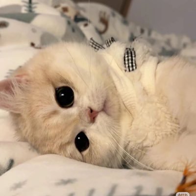 jingler1109's profile picture