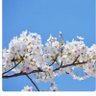 青春桜🌸's profile picture