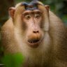 Bukan Mulyono's profile picture