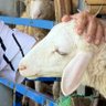 Profilbild von lamb of fixations