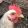 Фото профиля Minister for Ruffled Feathers