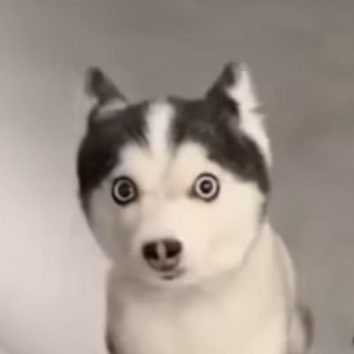 scopi_no's profile picture