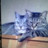 ともちゃん profil fotoğrafı