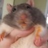 Dongo🧀🐀🔞 profil fotoğrafı