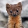 Stonemarten profil fotoğrafı