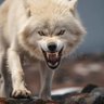OregonWolf's profile picture