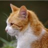Фото профиля 茶トラ🐈️🐈⬛