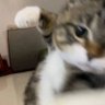 Фото профиля 虎咪🐯❤️🚗