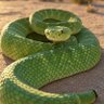 Фото профиля Mojave Green