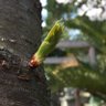 カキカキ profil fotoğrafı