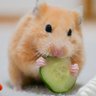 Profilbild von hamu🐹