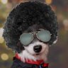 Vanglorious13's profile picture