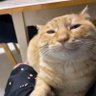 peebs profil fotoğrafı