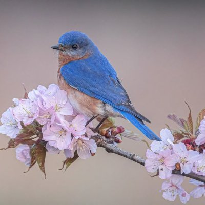 tudatu1's profile picture
