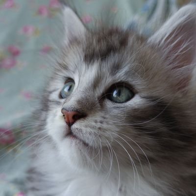 PasteCat's profile picture