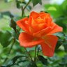 Rojjanan Katdee's profile picture