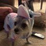 Prim's profile picture