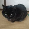 Kuro-chan🐈⬛🐾's profile picture