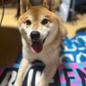 さき🐕 profil fotoğrafı