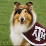 Rev's profile picture