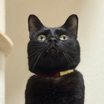 黒猫ジジさん's profile picture