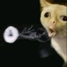 itz Shleepy profil fotoğrafı