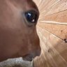 Sprinkles eat azz profil fotoğrafı
