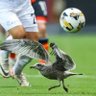 The Shed Seagull's profile picture