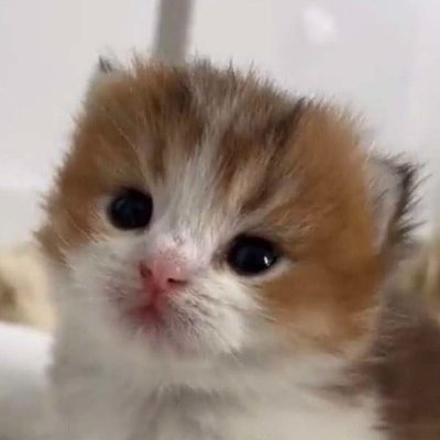 super goober's profile picture